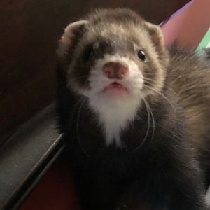 Meet your Posher, Savannah